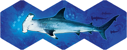 rebel-gra-rodzinna-aqua-asset7.png