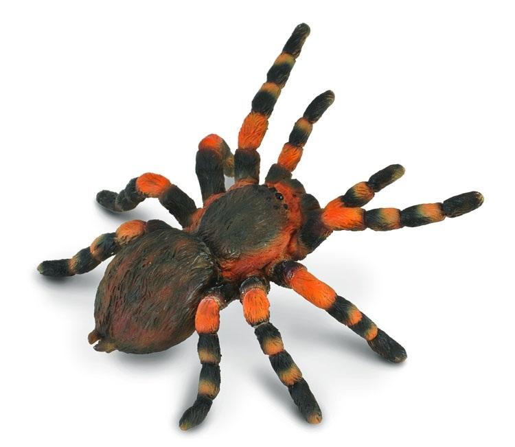 Ptasznik czerwonokolanowy