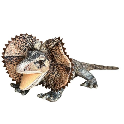 Agama 65cm