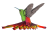 rebel-dodatek-na-skrzydlach-ptaki-ameryk-art3.png