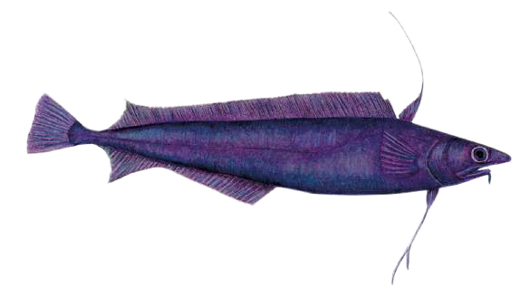 rebel-dodatek-na-dnie-morza-rekiny-i-rafy-art2.png