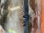 IMG_3503.jpeg